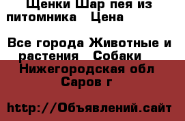 Щенки Шар пея из питомника › Цена ­ 25 000 - Все города Животные и растения » Собаки   . Нижегородская обл.,Саров г.